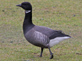 Dark-bellied Brent Goose